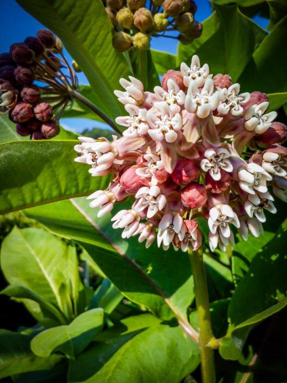 Il Giardino Delle Farfalle Valgioie Екстер'єр фото